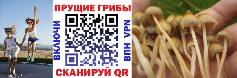 Купить где Волгодонск Галлюциногенные грибы мицелий